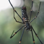 Программы лояльности казино без депозита и их скрытые ловушки