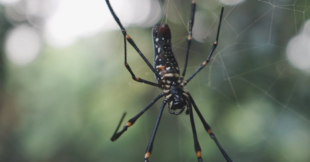 Программы лояльности казино без депозита и их скрытые ловушки