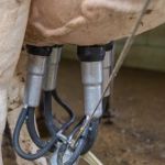 Провалы и ошибки в фермерском слоте Bigger Barn House Bonanza