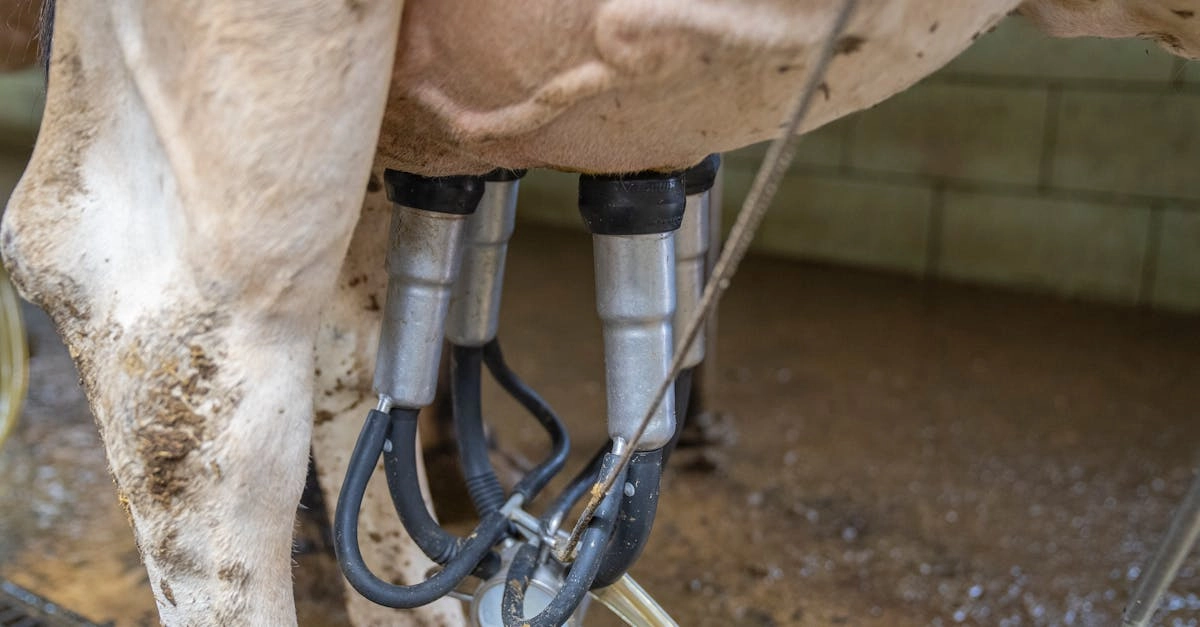 Провалы и ошибки в фермерском слоте Bigger Barn House Bonanza